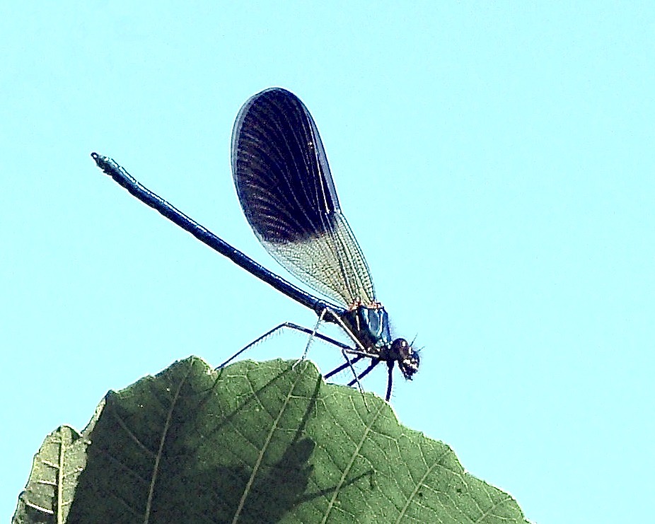 western demoiselle